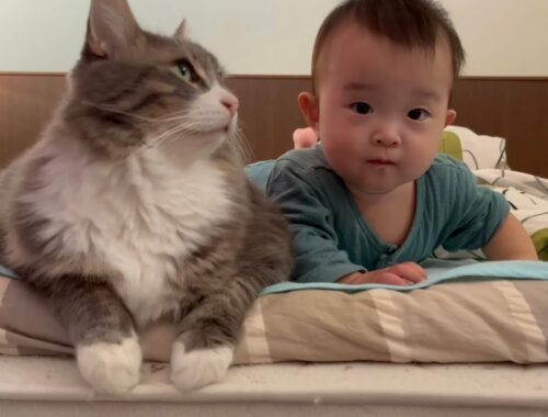寝起きの赤ちゃんから追いかけられる猫　ラガマフィン　Cat chased by waking baby
