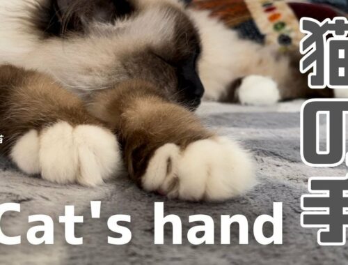 うとうとするバーマン猫ウリ【猫の手】Cat's hand（バーマン猫）Birman/Cat