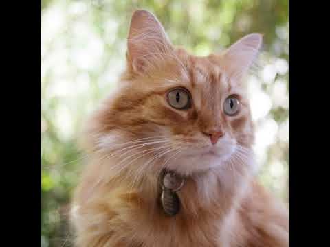 Cymric - Cat Breed - Pet Friend