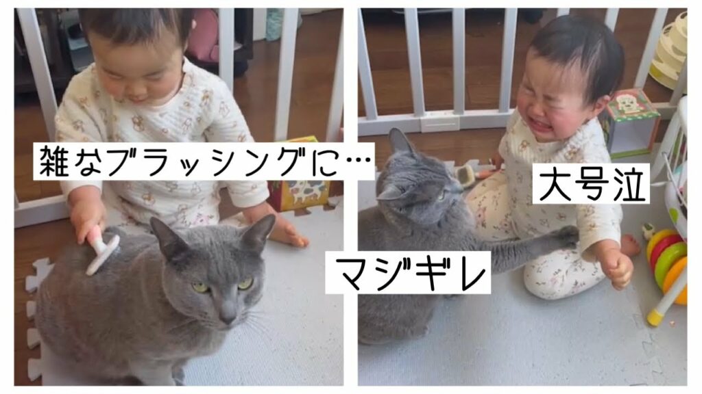 雑なブラッシングにぺぺ(ロシアンブルー)キレる。子どもに噛み付いて号泣。※本気で噛んでません。ネコと赤ちゃん