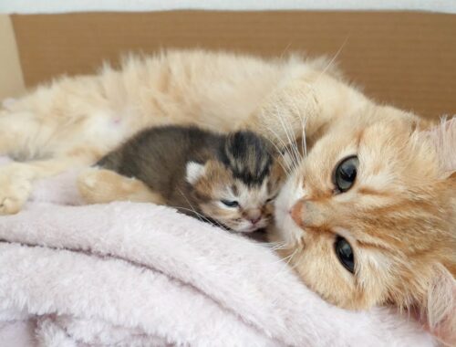 The way a mother cat loves a kitten is the same as that of a human