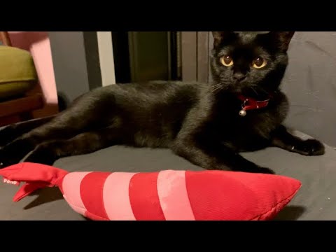 かわいい黒猫ハナちゃん☆ Cute black cat Hana！黒のボンベイ猫(黒のボンベイ猫) エビけりぐるみがお気に入り！