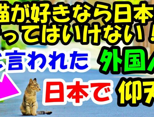 「猫が好きなら日本に行ってはいけない！」と言われた外国人。日本で出会った猫のある物に衝撃 【猫の不思議な話】【朗読】