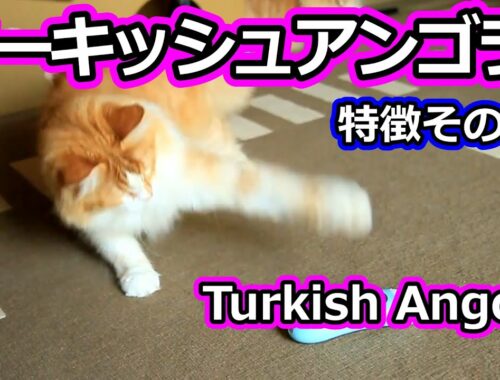 トルコの国宝　ターキッシュアンゴラの特徴その２／Turkish Angora