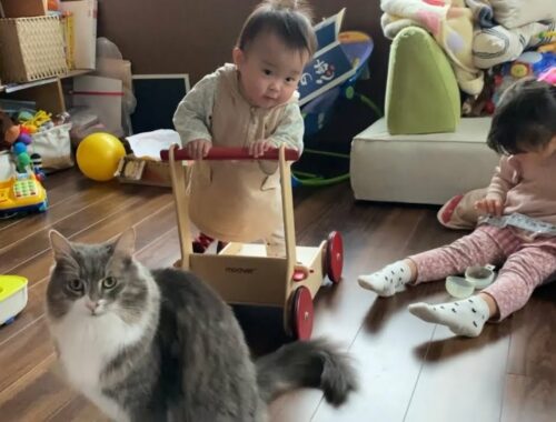 甘えていると赤ちゃんが近付いて来てしまった猫　ノルウェージャンフォレストキャットA cat whose baby was approaching when he was relaxing.