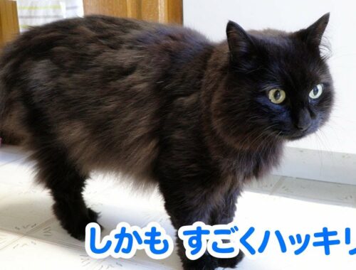 【しゃべる猫】猫が人間の名前を日本語で呼ぶ様子【しおちゃん】