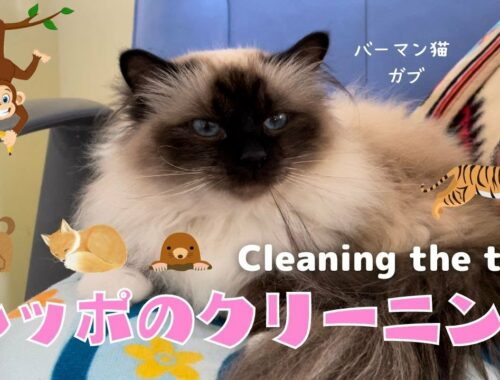 バーマン猫ガブはきれい好き【シッポのクリーニング】Cleaning the tail（バーマン猫）Birman/Cat