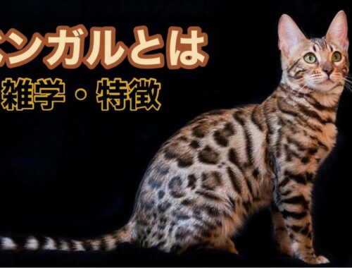 【猫】ベンガルとは【雑学・特徴】Bengal cat