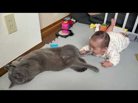 ぺぺ(ロシアンブルー・猫)の足の匂いをかぐ赤ちゃん。猫と赤ちゃんのふれあい動画
