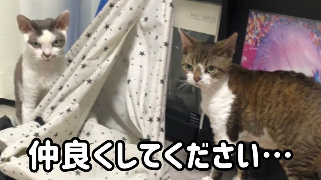 なかなか仲良くなれない猫【デボンレックス】 なかなか仲良くなれない猫【デボンレックス】