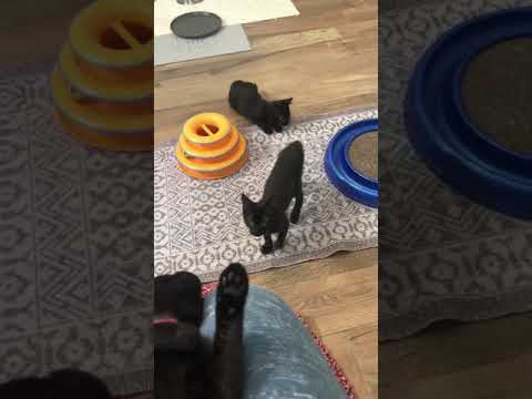 Little Manx Kitten Loves Attention