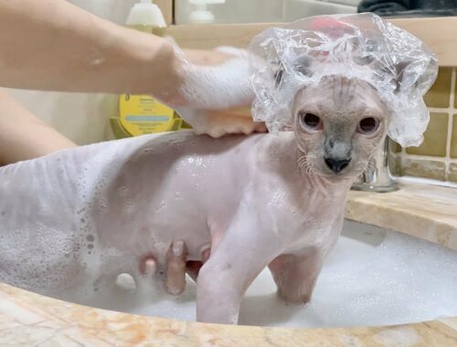 シャワーキャップ猫がお風呂嫌いを克服!?【スフィンクス猫】