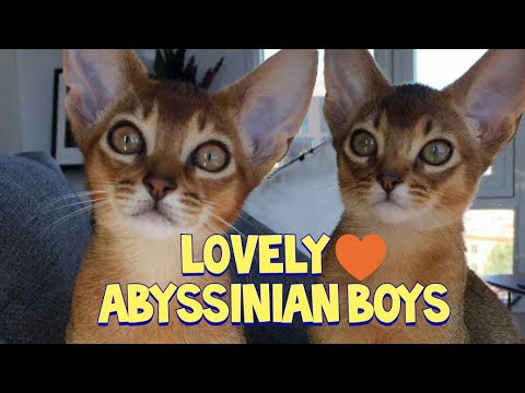 Lovely Abyssinian Cat Brothers Cub & Roary : アビシニアン