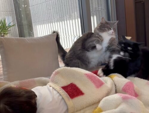 寝ている赤ちゃんの側でケンカを始める猫　ノルウェージャンフォレストキャット&ラガマフィン　Cat starts fighting with sleeping baby