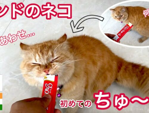 インドのネコが日本の「ちゅ〜る」を産まれて初めて食べてみた！反応が凄い！