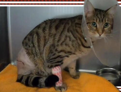【愛猫を骨折させてしまいました】ベンガルとオシキャットの子猫チートーです只今入院中ですが術後の合併症が心配です 猫の骨折や脱臼に対する意識の低さに反省しております。