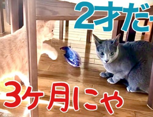 ブリショーとの比較Ⅱ~兄貴っぽくない猫【ロシアンブルー】