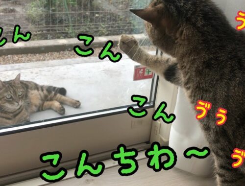 野良猫にビビって唸りながら日本語で挨拶する猫がかわいい！【しゃべる猫】【こんちわー】