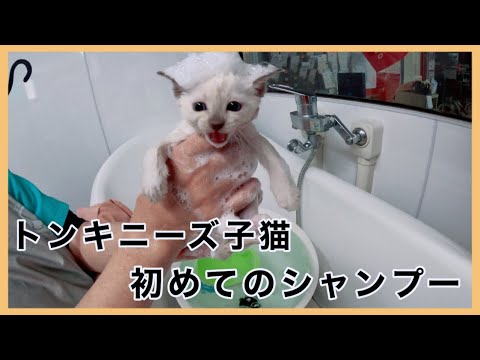 【トンキニーズ】産まれて初めてのシャンプー🧴【子猫シャンプー】【how to wash a cat】