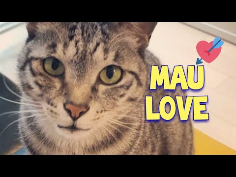 Lovely Egyptian Mau Cat BB : エジプシャンマウ
