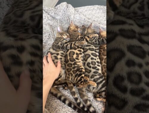 Bengal Kittens Take a Nap || ViralHog