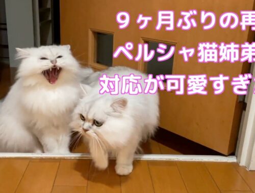 【ペルシャ猫】ペルシャ猫９ヶ月ぶりの再会！超可愛いキュンキュン映像です！！