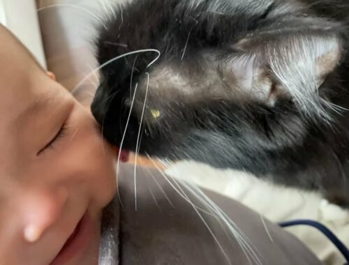 甘えていたら赤ちゃんを舐めていた猫　ラガマフィンA cat that was licking a baby because he wanted it to be stroked. Ragamuffin