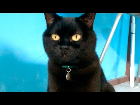 水飲み姿がオモカワすぎる猫！黒猫ボンベイBlack bombay cat