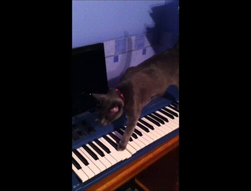 Miso the Korat cat on a synthesizer