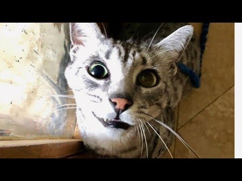 Egyptian Mau Cat Meow : Leo Wants To Go Outside! : エジプシャンマウ
