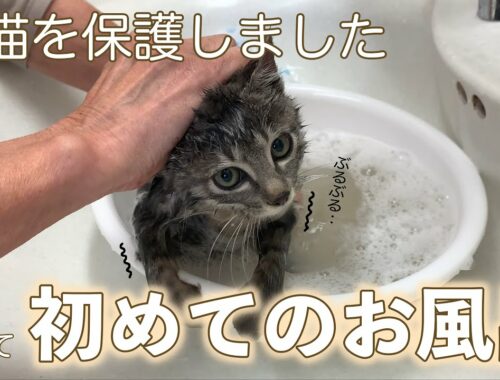 【保護子猫】初めてのお風呂で震えが止まらない子猫