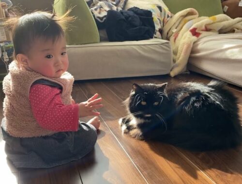 体調不良の赤ちゃんの前に佇む猫　ラガマフィンA cat standing in front of a sick baby. Ragamuffin.