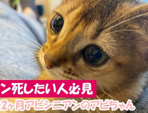 【子猫】 キュン死するアビシニアンの子猫abby | Lovely grooming.