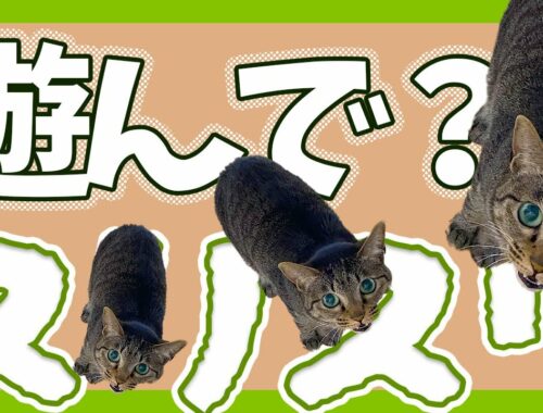 遊んでほしくてスリスリしちゃう猫/キジトラ猫/日本猫