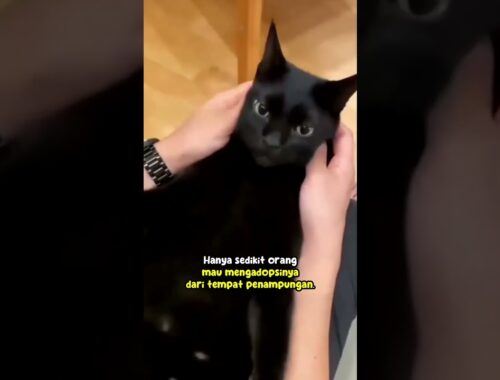 Benarkah kucing hitam pembawa sial?🤔