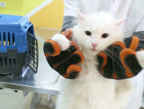 Turkish Van cat screams and bites the hand of the vet