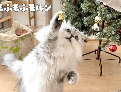 猫がクリスマスの準備で一番食いついたものは？ 【サイベリアン】