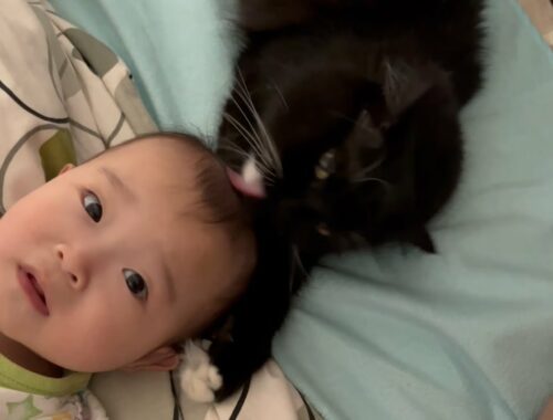 毛繕いされて驚く赤ちゃんと母性本能に目覚めた猫　ラガマフィン　cat grooming baby