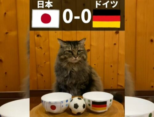 【猫動画】ワールドカップ日本 対 ドイツ猫による試合予想