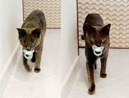 Korat Cat Brings Pacifier Back