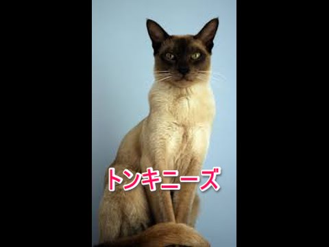 【猫図鑑】トンキニーズ