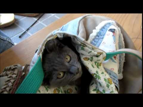 コラットミックスと遊ぶ　袋が大好き子猫