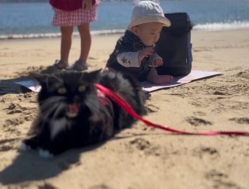 赤ちゃんと一緒に海辺のピクニックをする猫　ラガマフィン　A cat spending time on the beach with a baby