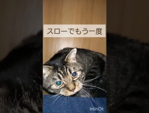 またまた猫パンチ炸裂！左ジャブからのワンツー！/オンライン日本語教師がお届けする日本！の猫