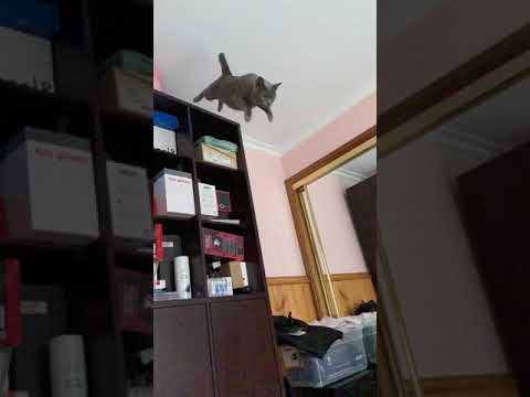 Flying Ava the Korat cat