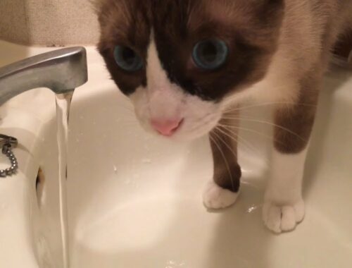 水を飲むスノーシュー  The snowshoe cat drinks water selfishly