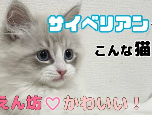 【特徴／性格】サイベリアンってこんな猫！かわいさ満点！Introducing the cute point of Siberian cat!!