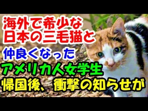 海外では珍しい日本の三毛猫と仲良くなったアメリカ人留学生。帰国後も猫を気にしていたら、ある日衝撃のニュースが【猫の不思議な話】【朗読】