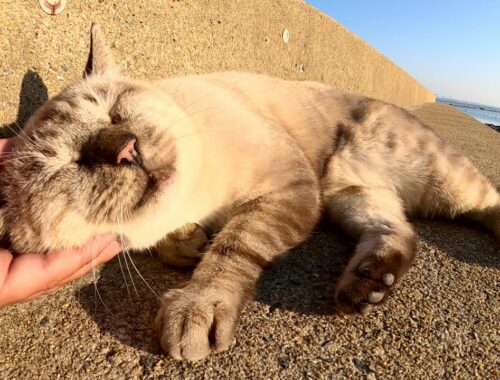 堤防にいたシャム猫をモフったら目を細めて喜んでくれた