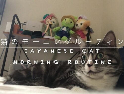 日本猫のモーニングルーティン【Japanese cat morning routine】